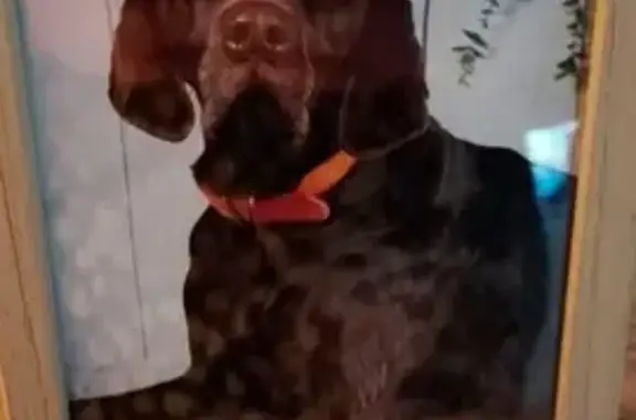 Chien perdu Pirou, photo : Chien Perdu: Braque Allemand Marron à Pirou