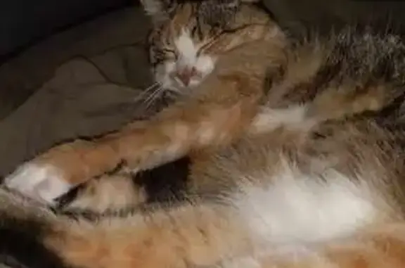 Animaux perdus Hazebrouck, photo: Chat écaille tortue disparu à Hazebrouck