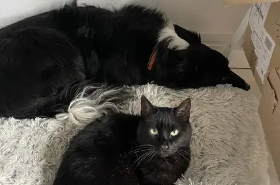 Animaux perdus Quesnoy-sur-Deûle, photo: Chatte noire perdue, Quesnoy-sur-Deûle