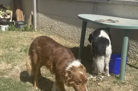 2 chiens mâles trouvés entre Empurany et Arlebosc - photo