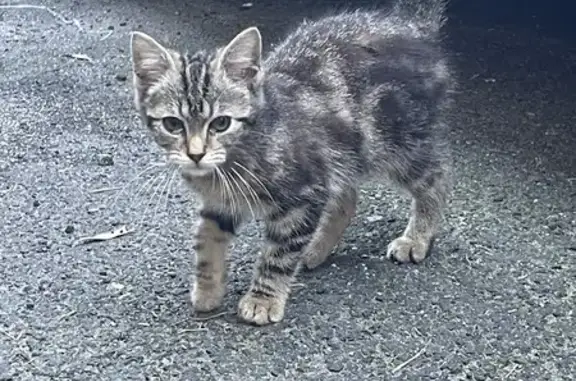 Chaton tigré trouvé, yeux qui coulent, Mont-Dore - photo