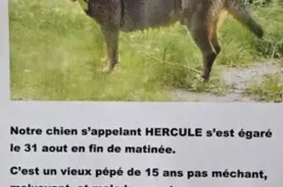 Chien perdu Decazeville, photo : Chien âgé malade disparu à Decazeville