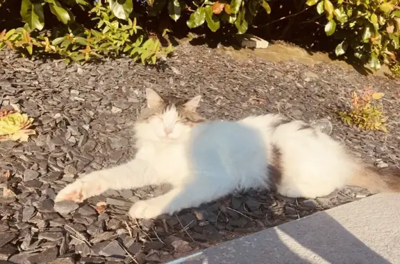 Animaux perdus Bohars, photo: Chat européen à poils longs perdu à Bohars