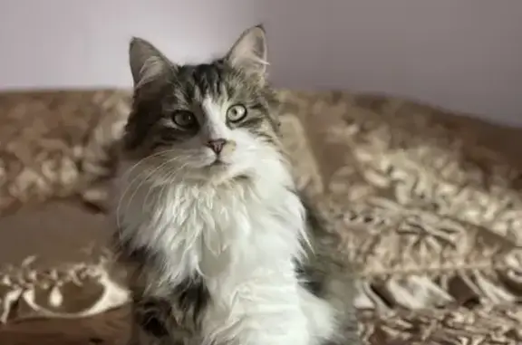 Animaux perdus , photo: Chat tigré et blanc disparu à Bosjean