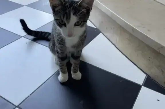 Chat mâle 5 mois trouvé Rue du Funiculaire - photo