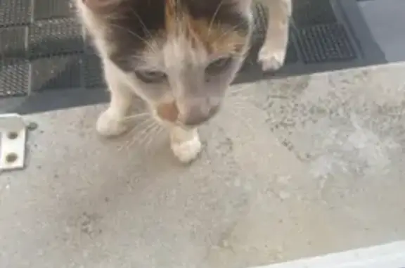 Animaux perdus Bray-sur-Seine, photo: Petite chatte tricolore perdue à Bray-sur-Seine
