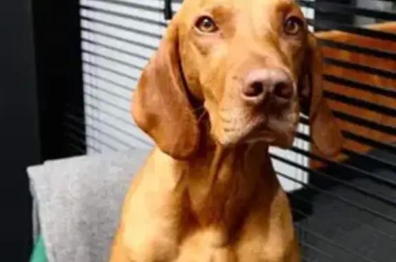 Missing Dog Spotted Near Holyrood School