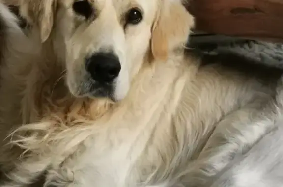 Chien perdu , photo : Chien perdu : Rio, golden 3 ans, Saint-Bernard
