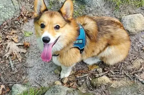 Lost Pembroke Welsh Corgi in Gloucester, MA