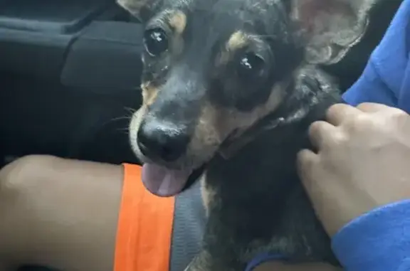 Found: Friendly Female Miniature Pinscher