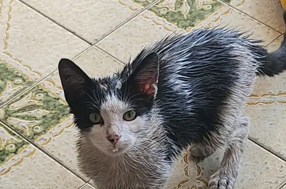Chat trouvé sur le parking du Leclerc - photo