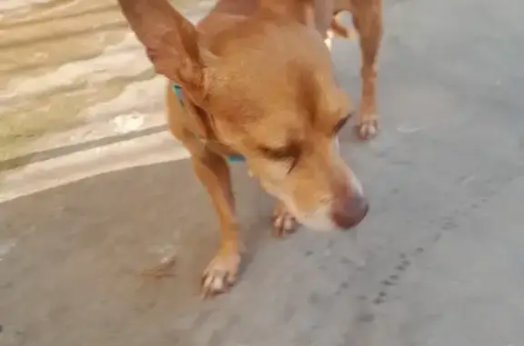 URGENTE: Chihuahua con collar verde encontrado