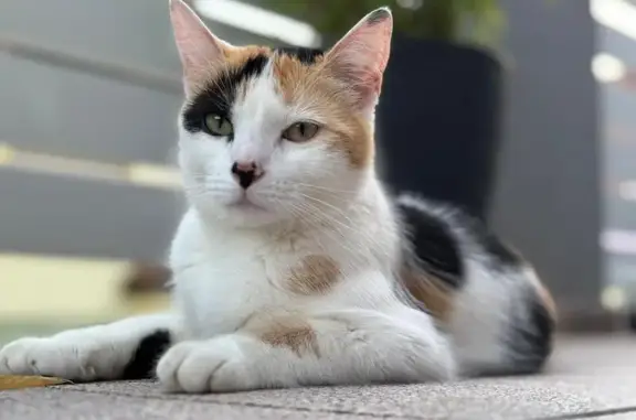 Chat perdu, , photo: Chatte écaille de tortue disparue à Mackenheim