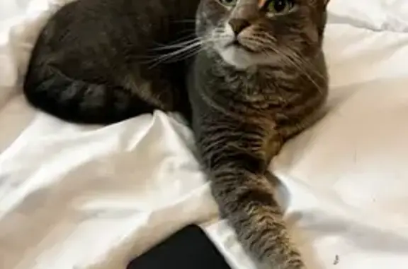 Animaux perdus Nantes, photo: Chatte grise 3 ans disparue à Nantes