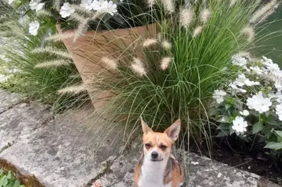 Animaux perdus Toulouse, photo: Chihuahua croisé fauve/noir perdu à Toulouse