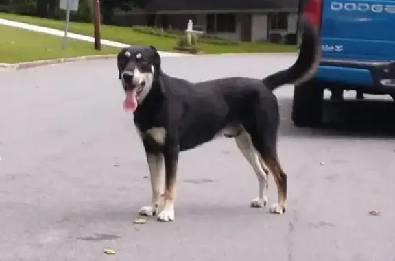 Found Large Male Dog in Edgebrook, Garner NC