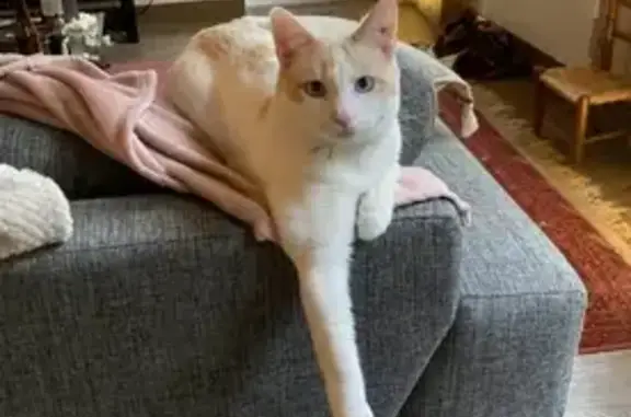 Chat perdu, , photo: Chat mâle blanc-roux perdu à Labastide-de-Virac