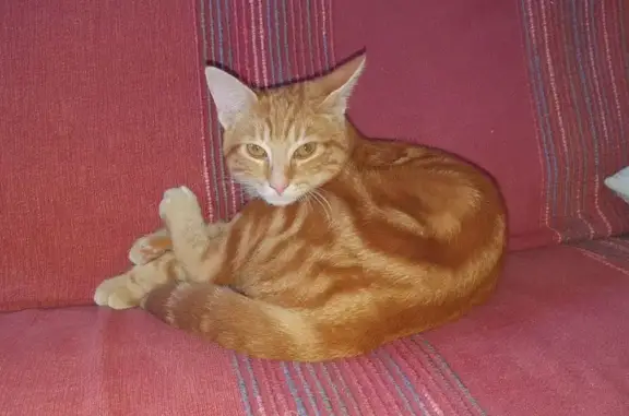 Chaton roux tigré perdu à Guingamp - photo