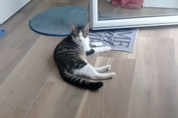 Chaton tigré gris trouvé à Toulouse - photo