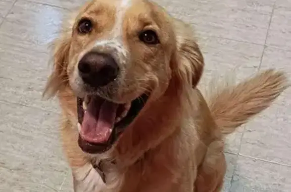 Perro Perdido: Mezcla Golden-Mastín, 4 Años