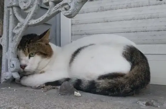 Chat apeuré trouvé rue de Louvois, Reims - photo