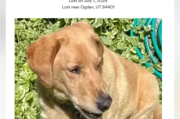 Missing: 8-Year-Old Golden Lab Hercules in Ogden