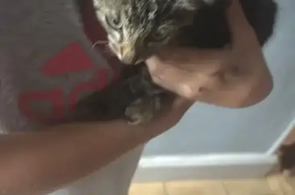 Chaton tigré mâle trouvé à Pouzauges - photo