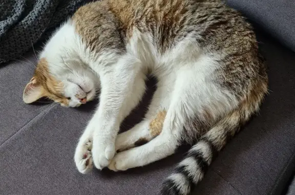 Chat trouvé : American Wirehair, Cours St-Louis - photo