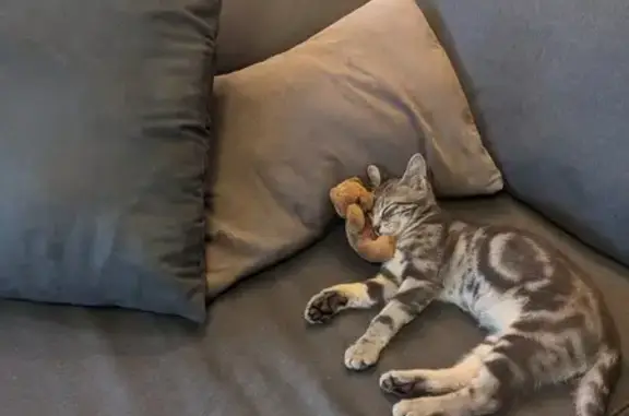 Chat perdu : Bambou, mâle, 5 mois, Epagny - photo
