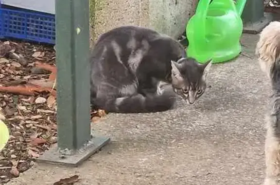 Chat mâle gris foncé trouvé à Val-du-Mignon - photo