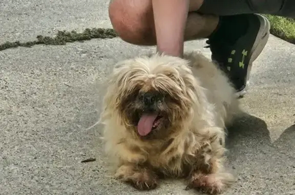 Found Dog on Copper Creek Circle - Help!