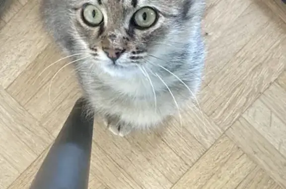 Animaux perdus Le Cellier, photo: Chat européen tigré marron gris perdu