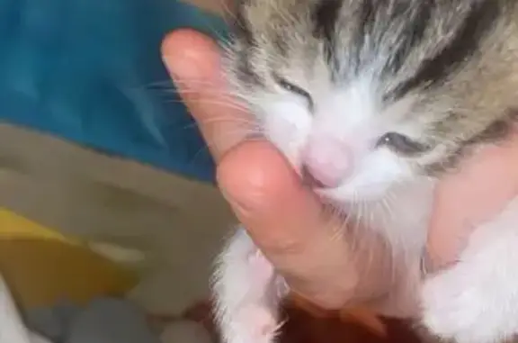Animaux perdus Dreux, photo: Chaton perdu à Dreux, contactez-moi