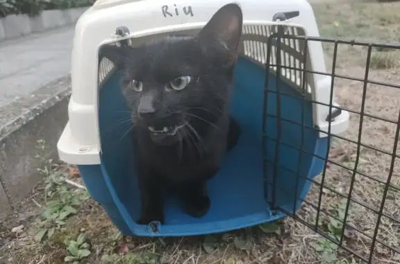 Chat trouvé Mantes-la-Jolie, photo: Jeune chat noir trouvé à Mantes-la-Jolie