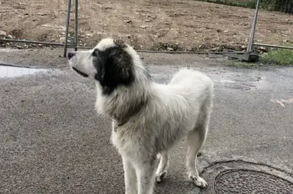 Chien errant apeuré sur la route d'Antibes - photo