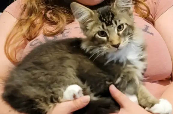 Animaux perdus Concarneau, photo: Chat tricolore Maine Coon perdu à Concarneau