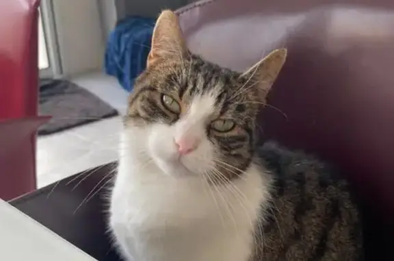 Chat perdu, Verneuil-sur-Seine, photo: Chat européen tigre disparu à Verneuil