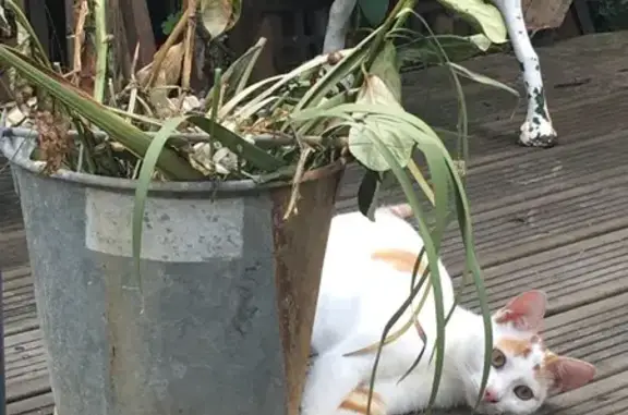 Chat trouvé , photo: Chat trouvé cherche famille aimante
