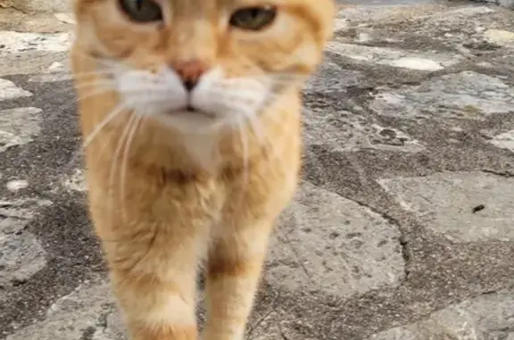 Chat trouvé Fondettes, photo: Chatte rousse trouvée à Fondettes