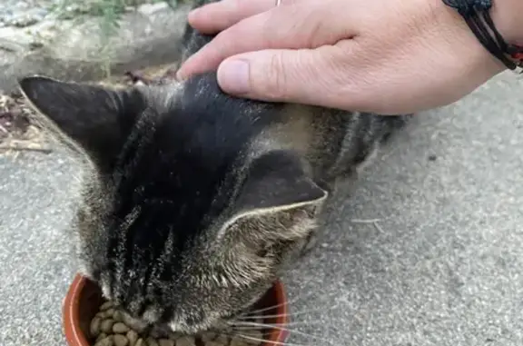 Animaux trouvés Trévol, photo: Petit chat tigre errant à Trévol