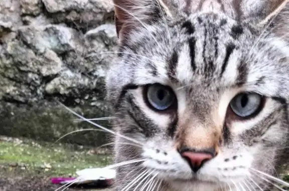 Chat perdu, Poitiers, photo: Chat européen gris et blanc disparu à Poitiers
