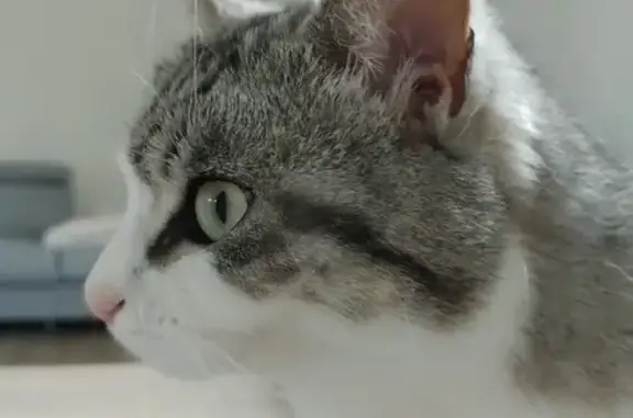 Animaux perdus , photo: Chatte blanche et grise perdue à Montolieu