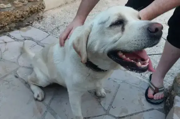 Chien trouvé Ozoir-la-Ferrière, photo: Labrador sable trouvé Rue du Repos, Ozoir