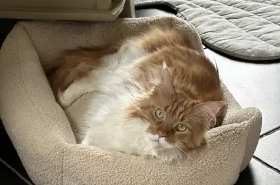Animaux perdus Faumont, photo: Maine Coon perdu à Faumont, Rue de Bourgage