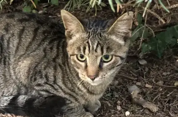 Chat trouvé et accueilli, Chameyrat, Le Bois - photo