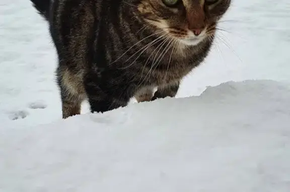 Chat tricolore marron disparu à Athée-sur-Cher - photo