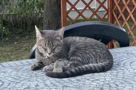 Chat trouvé jeune, collier gris-bleu, Riom - photo
