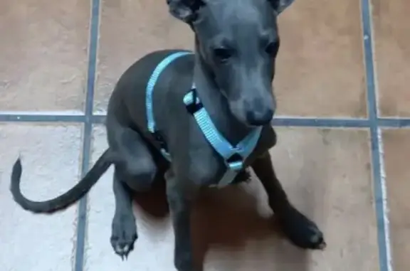 ¡Perro Perdido! Piccolo Italiano Gris en Alcalá