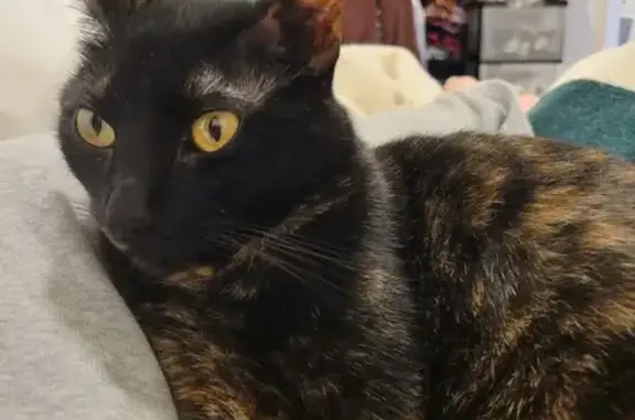 Lost Black Tortie Cat in SE Portland