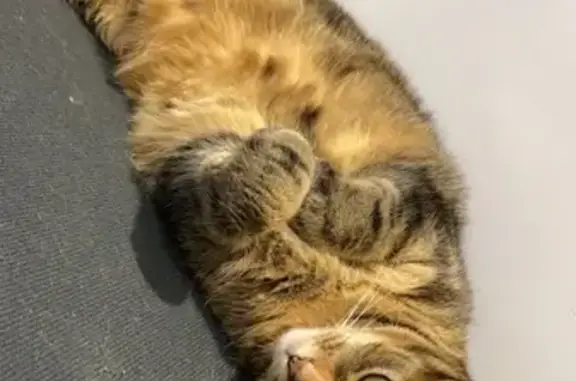 Animaux perdus , photo: Chat européen 6 ans perdu Rue du Moulin